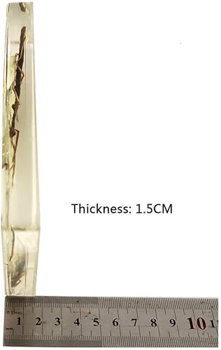 Miniatura 5 de Espécimen de resina transparente de insectos raros Espécimen de insectos de palo real para pisapapeles ciencia educación taxidermia instrumento de