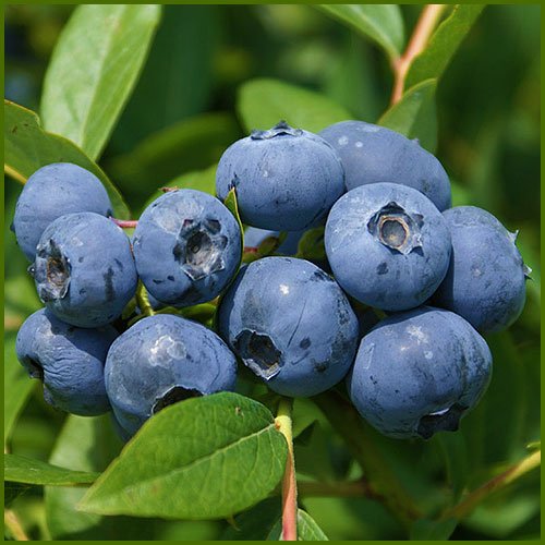Amazon | 北山ナーセリー ブルーベリー苗木 サンシャインブルー