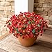 Daisy Artificial Flowers for Outdoors Decoration, 6 Bundles Fake Plants Flowers Bouquet Faux Flowers for Outdoor Planter Look Real UV Resistant Silk Flowers for Outside Front Door Porch Patio, Red