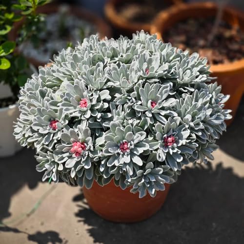 semillas de flor de paja, plantar flores para exteriores semillas de flores plantas exóticas Camas elevadas para plantas de cobertura del suelo de jardín resistentes plantas de 150pcs