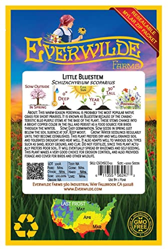 Everwilde Farms Little Bluestem Native Grass Seeds #TOP12