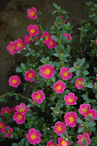 Plants Point Live Portulaca/9 O Clock Pink Flower Charming Plant with Pot - Ornamental Decorative Plant (B081PCGFFC) Amazon Price History, Amazon Price Tracker