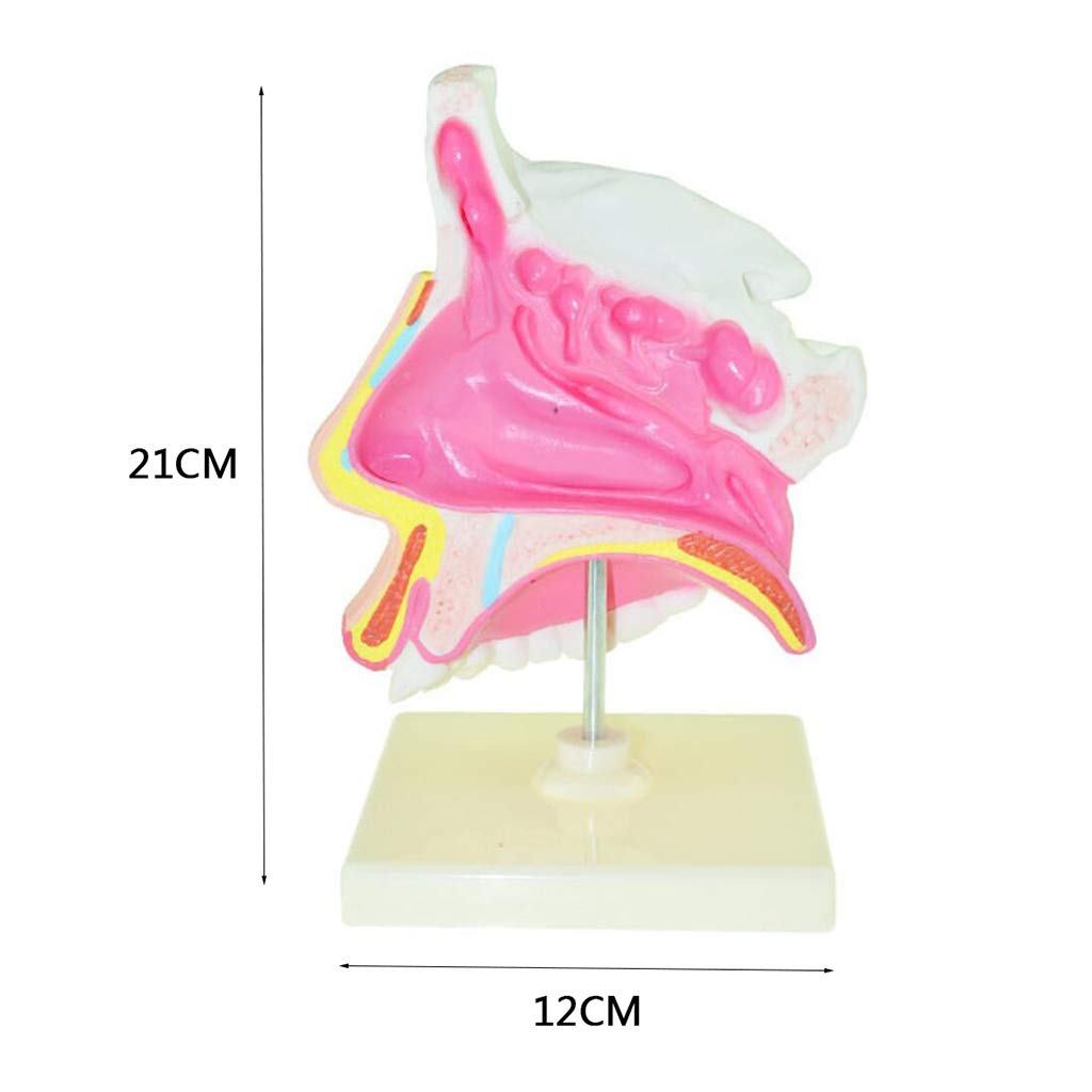 Model Krtani — Model Anatomiczny Narządów Ludzkich Modele Anatomiczne Krtani — Materiał Pvc Modele Anatomiczne Człowieka Modele Naukowe Model Krtani Do Celów Edukacyjnych