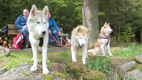 JOCHEN SCHWEIZER Geschenkgutschein: Husky-Dogscooter Thanstein (2 Std.)