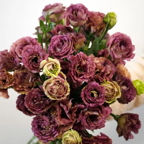 Semillas de Lisianthus, semillas de balcon raras Decoración de jardín para exteriores para lugares soleados 600pcs