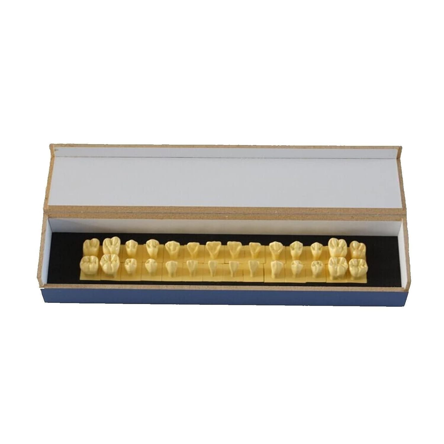 Oral Teeth Model 28, 1.5 Times Larger Permanent, with Base, Showing Natural Size, Can Show Anatomical Shape
