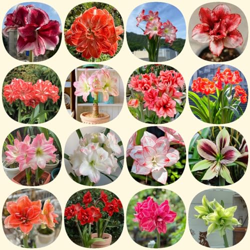 Amaryllis In Wachs Kaufen Die 15 besten Produkte im Vergleich