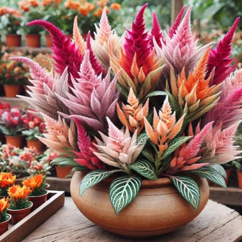 Image of Low Maintenance Hybrid Flower Seeds Combo Pack- All Year Flower Seeds Supply (EAST INDIA ALL YEAR)