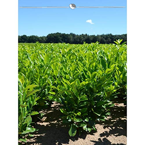 Groblttriger Kirschlorbeer 140-160 cm. Angebot: 10-150 Lorbeeren. Prunus  laurocerasus Rotundifolia: blickdichte & immergrne Heckenpflanze. Groes  Blatt. Grne Kirschlorbeer Hecke | Inkl Versand : Amazon.de: Garten