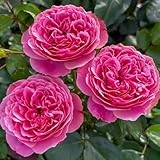 DUTCH BULBS EXCLUSIVE PLANTS FROM HOLLAND