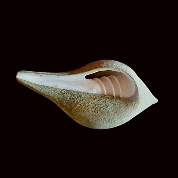 Natural Right Hand Shankh/ Dakshinavarti Puja Shankh 5 Inch Very Rare Conch Shell Hindu Religion Pooja Use