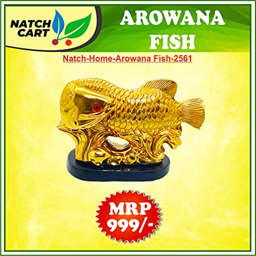 Image of Fengshui Exclusive Small Size Set of 1 Polyresin Golden Arowana Fish Looking Back Showpiece for Office Decor, Home Decoration (AF-2561)