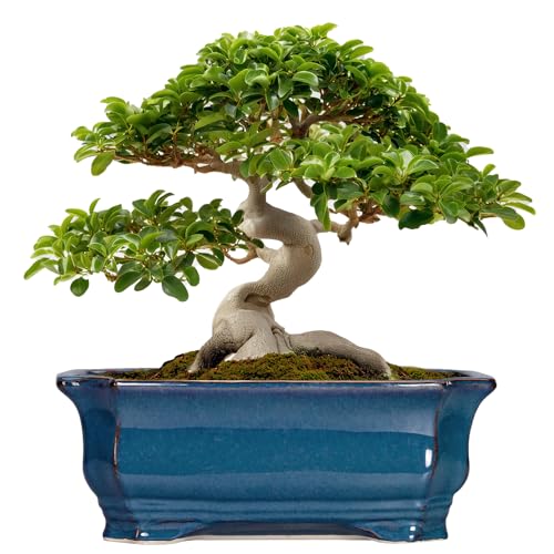 Teagas 13.7 Inch Rectangular Blue Ceramic Planter