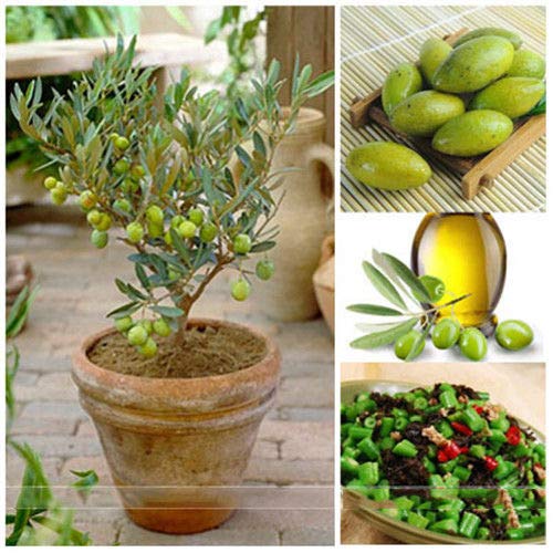 Portal Cool 10Pcs Samen Bonsai Zwerg Olivenbaum Gartenpflanze Haus Pot :  Amazon.de: Garten
