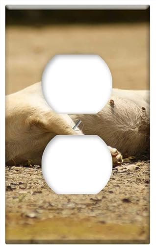 Switch Plate Outlet Cover - Nature Dogs Quimbaya Quindio Colombia