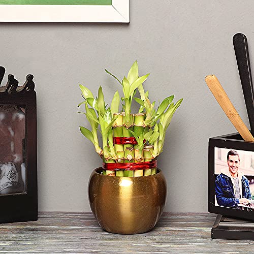 FlowerAura Decorative Air Purifying 2 Layer Lucky Bambo Live Indoor Plant In Metallic Vase Pot For Living Room, Table Corner, Balcony, Office/Home Decoration And Gifts For Friends, Relatives & Colleagues (B09GW4JCHT) Amazon Price History, Amazon Price Tracker