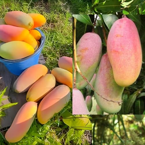 CPEYARE Thai All Time Katimon Grafted Mango Plant, All season (Height 1.5-2 FT) test is good.
