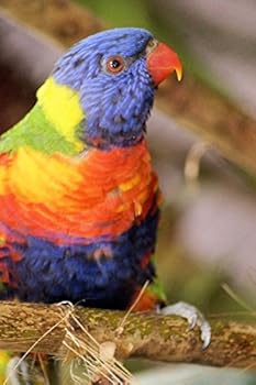 Rainbow Lorikeet Notebook : 150 Lined Pages, Glossy Softcover, 6 X 9