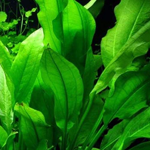 40+ Stems Package Basic Set Live Aquarium Plants Anubias | Cryptocoryne | Java Moss And More By Mainam #TOP7