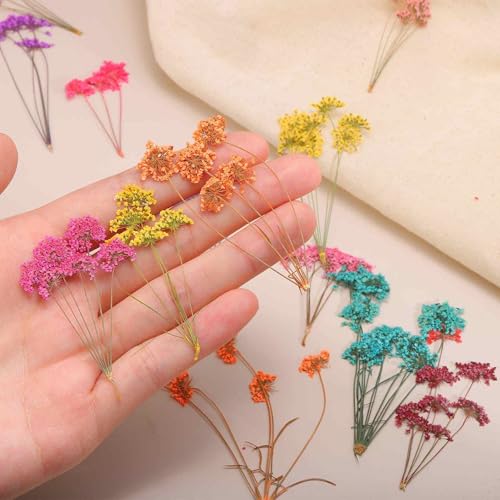 6 Piezas Flores Naturales Secas Prensadas para Manualidades miniatura 7