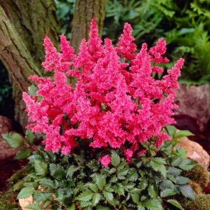 Pink Astilbe Japonica 'Bonn' X 3 Bare Root Plants.