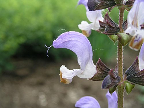 Portal Cool Salvia Algeriensis-pappagallo di Becco Sage-Bicolore fiori-20 semi fresco