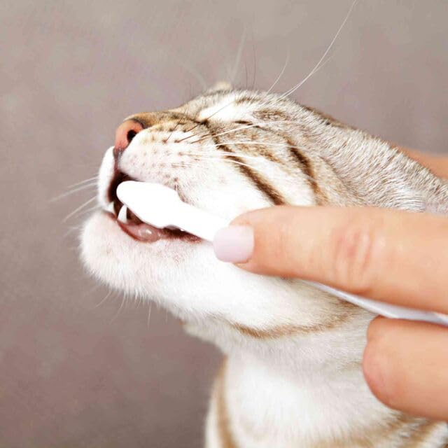 TRIXIE Zahnpflege-Set für Katzen | Doppelpack | 2 x 50 g | Zur Zahnpflege bei Katzen | Beinhaltet Zahncreme mit Käsearoma und Zwei Zahnbürsten mit DREI verschiedenen Köpfen