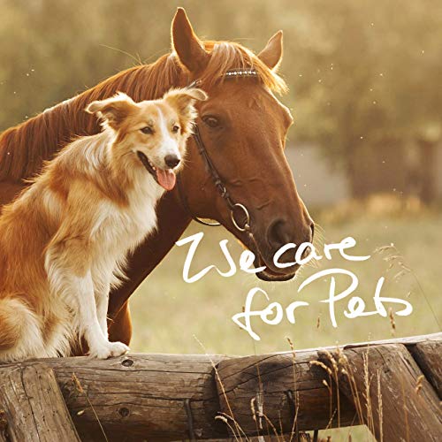 VitPet+ MSM Pferd – Premium MSM Pulver für Pferde im 1,8 kg Eimer inkl. Dosierlöffel (Methylsulfonylmethan- / Schwefel-Pulver für Pferde und Hunde)