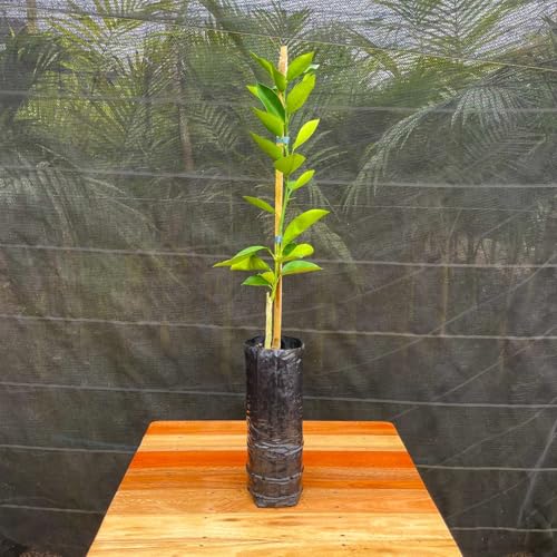 Muda Frutífera de Laranja Valência Charmute Enxertada