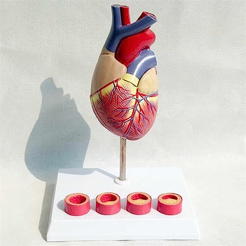 Modelo de corazón humano tamaño real de 2 piezas desmontables 5