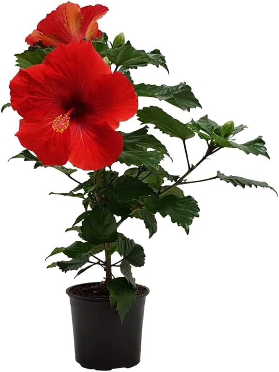 Oyeboy Red Hibiscus Live Flower Plant with Pot