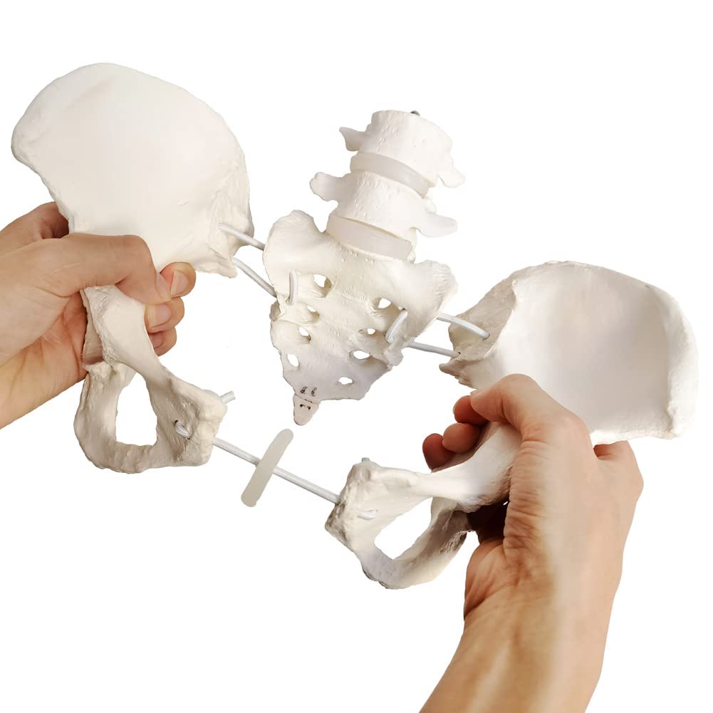 EVOTECH SCIENTIFIC Modello pelvico Femminile Flessibile Su Elastico, Modello Anatomico Medico