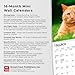 Cat Lovers | 2026 7 x 14 Inch (Hanging) Monthly Mini Wall Calendar | BrownTrout | Animals Domestic Kittens