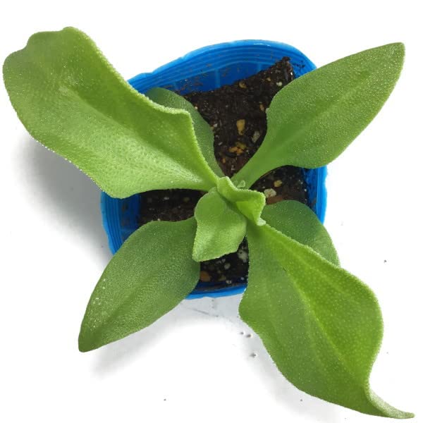 Amazon | アイスプラント 9cmポット苗 | 野菜
