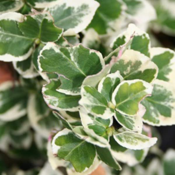 6x Evonimo – Euonymus fortunei 'Emerald Gaiety' – Vaso 9x9 cm – foglia variegata ornamentale