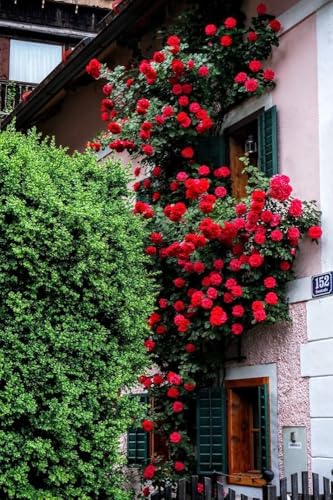 Image of live plants (RED ROSE)