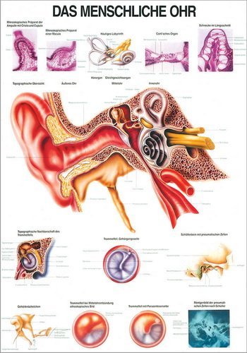 Ruediger Anatomie TA20LAM Das Menschliche Ohr Tafel, 70 cm x 100 cm, laminiert