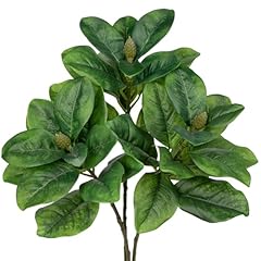 Long Stem Magnolia Stems