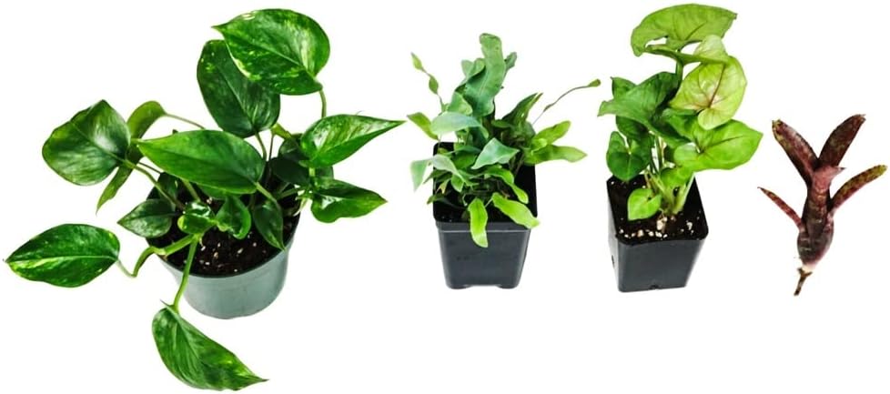 Josh's Frogs Reed Frog 12x12x15 (10 Gallon) Vivarium Bioactive Plant Kit (4 Plants)