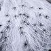Philonext Halloween Decorations Spider Webs,Spooky Spider Webbing,1000 sqft Stretch Cobwebs with 30 Plastic Fake Spiders for Halloween Indoor Outdoor Party Decorations