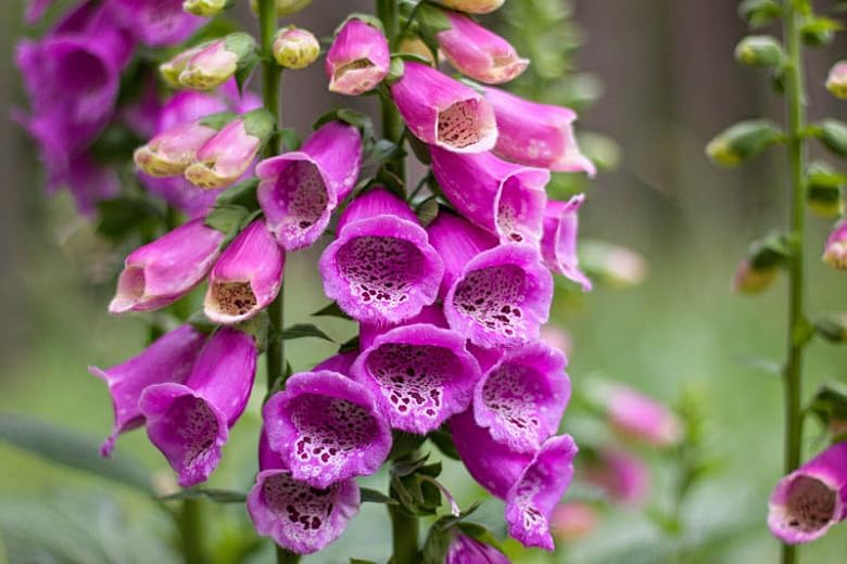 Foxglove Digitalis 'Pam's Choice' 'Elsie Kelsey' x 6 Large Perennial ...