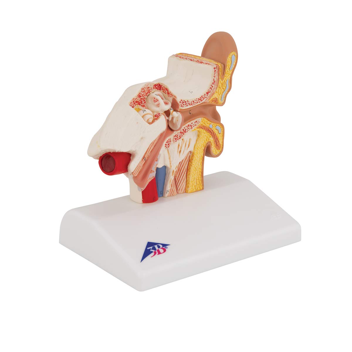3B Scientific E12 Modello di Orecchio da Scrivania, Ingrandito 1,5 Volte + software gratuito di anatomia - 3B Smart Anatomy