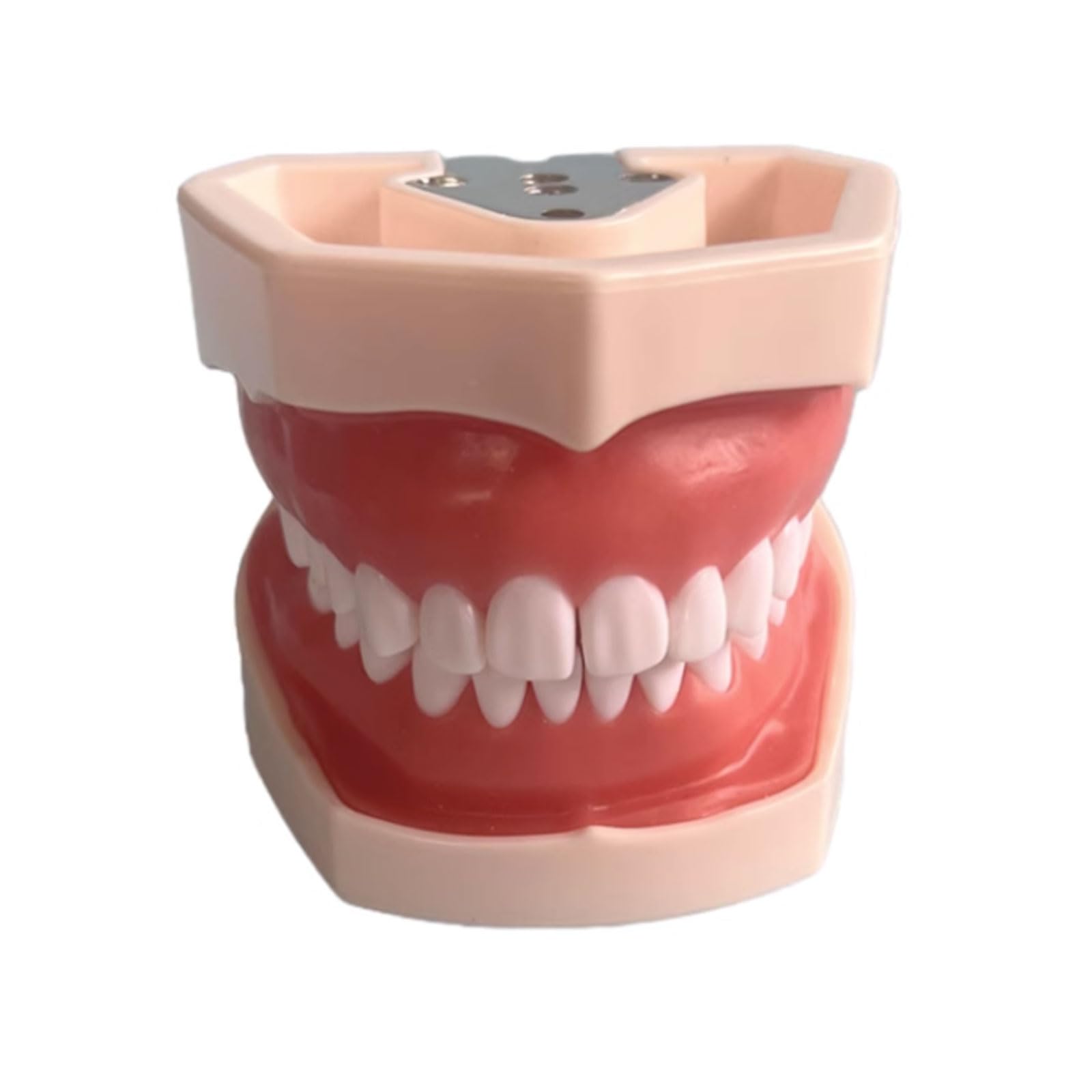 Modello Dentario Della Resina Che Addestra Il Modello Dei Denti Del Typodont Per L'insegnamento Di Pratica Dell'odontotecnico Denti Della Gomma Modello Della Mascella Attrezzatura Di Odontoiatria