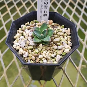 アガベ　王妃笹の雪　3.5号鉢つき　幹立ち❗ アガベ 王妃笹の雪C型 白糸の王妃錦 Agave filifera marginata