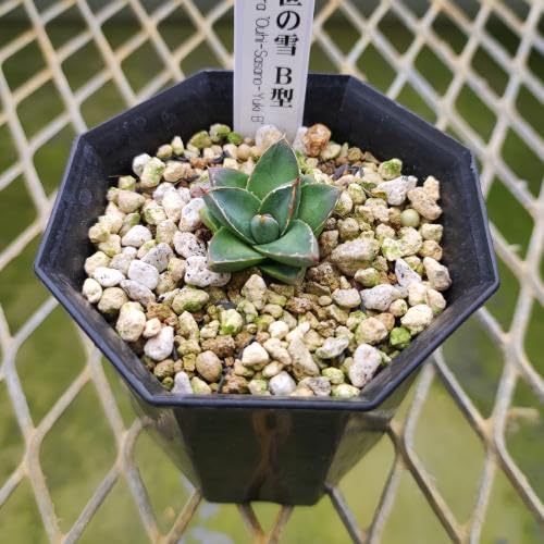 アガベ 王妃笹の雪 3.5号鉢つき 幹立ち❗ アガベ 王妃笹の