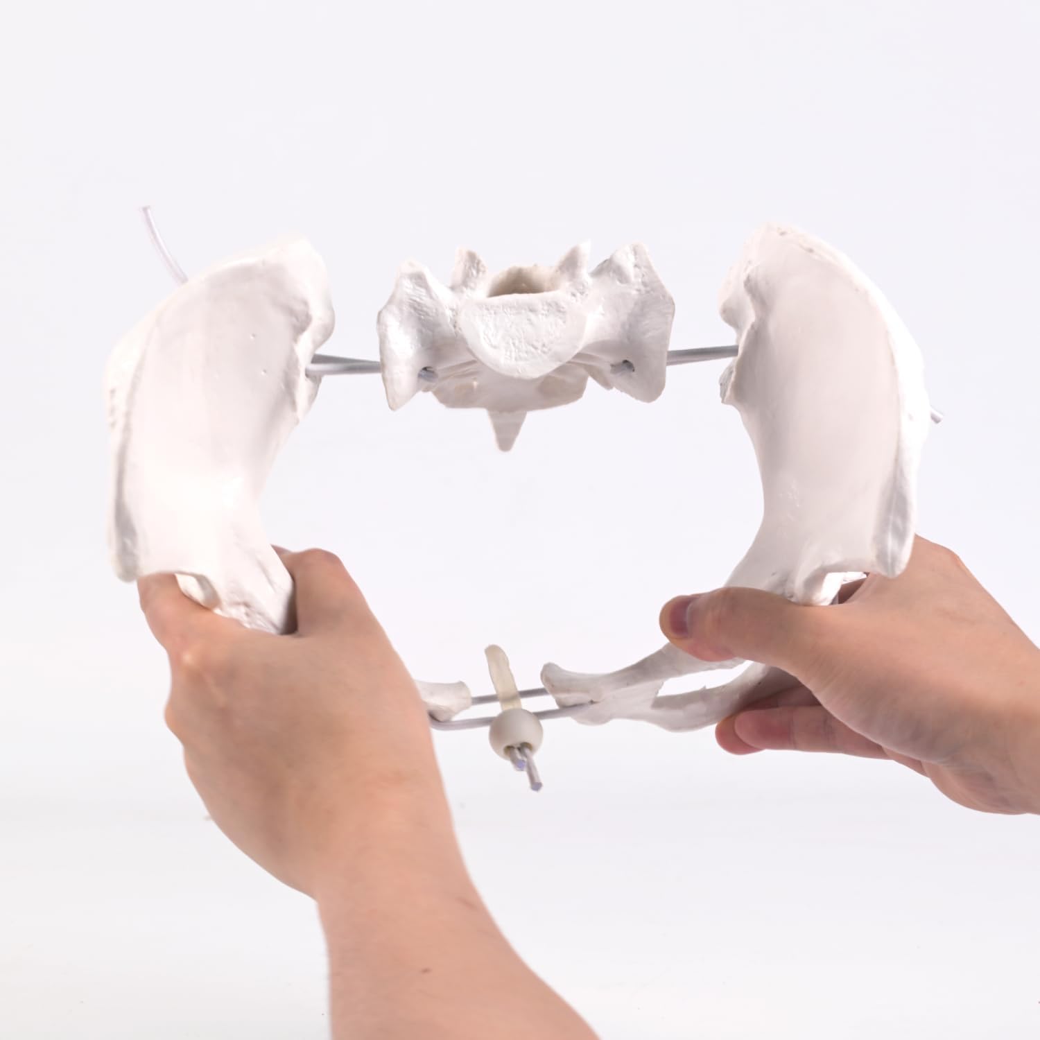 5.51 inch Life Size Female Pelvis Model with Removable Femur Heads, Flexible Ligaments & Articulated Joints, Anatomically Accurate Pelvic Bone Structure for Medical Education, Anatomy Study