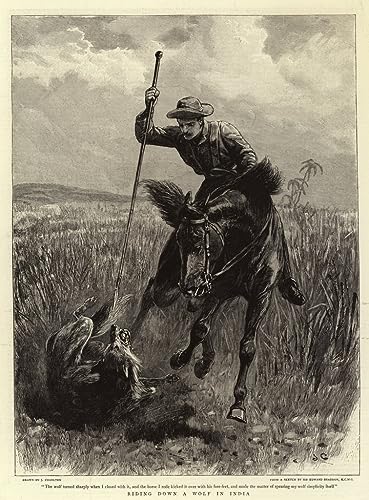 Poster toile Inde John Charlton GerRit 58x90cm deco murale nature