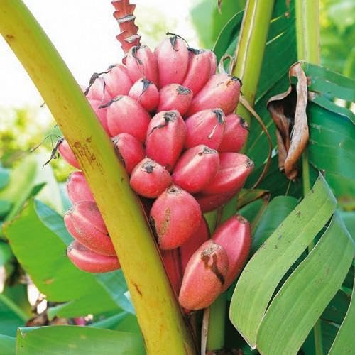 Amazon.co.jp: アケビバナナ（ピンクバナナ） 苗 : DIY・工具・ガーデン