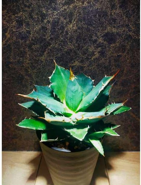 植物育成ライト 10W 5800K 5個 黒色 太陽光 フルスペクトルLED13 植物育成ライト 10W 5800K 5個 黒色 太陽光 フルスペクトルLED13