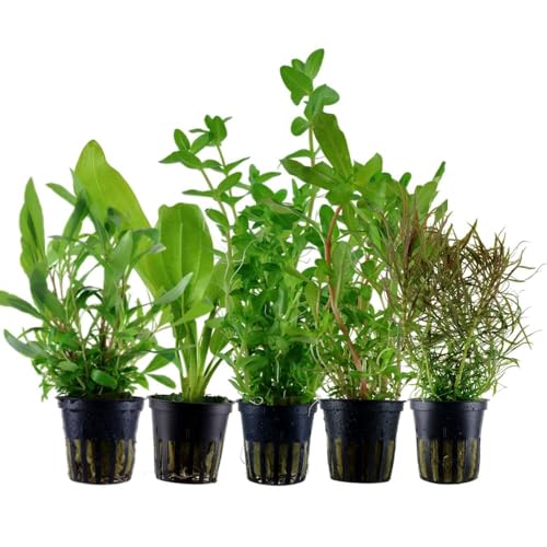 AquaOne Aquarium Plantes I Lot de 5 plantes aquatiques I Plantes de fond pour aquarium I Ammannia Echinodorus Bacopa Hygrophila Pogostemon I Ensemble de 5 plantes de fond